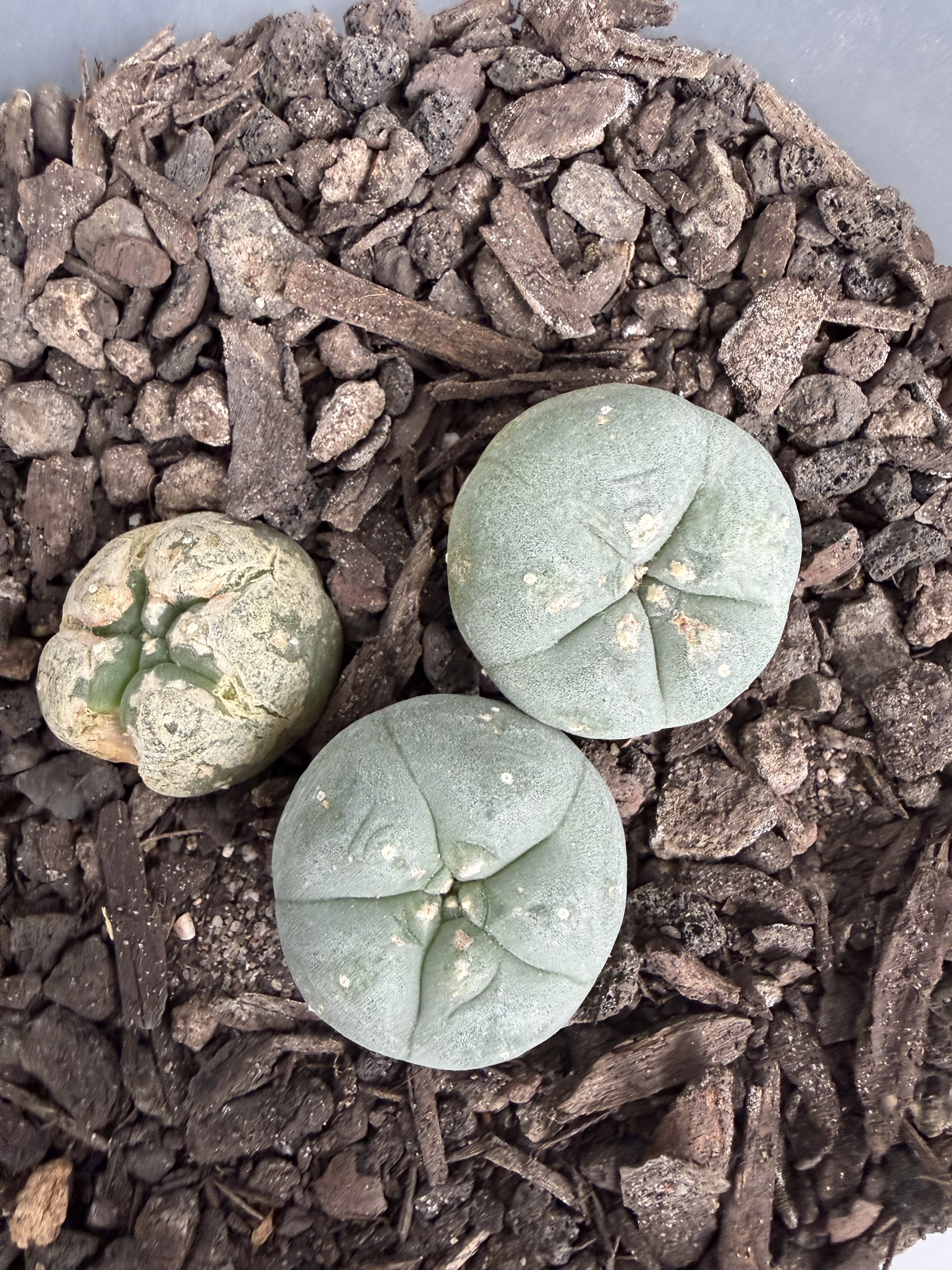 Peyote